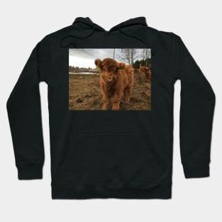 Scottish Highland Cattle Calf 1748 Hoodie